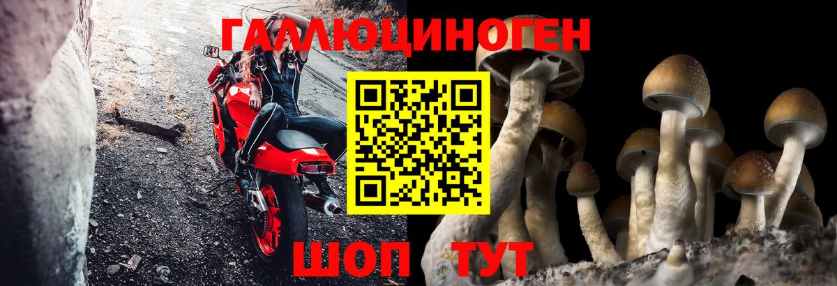 Галлюциногенные грибы Psilocybine cubensis Кисловодск